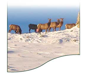 Photo of Stanley Idaho